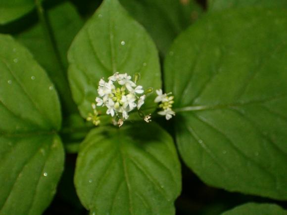 The small Pacific enchanter's nightshade belongs to the family of herbs supposedly used by the sorceress Circe in 'The Odyssey.' Photo by Daniel Williford.