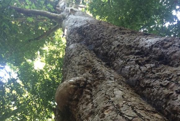 The Western sycamores at Henry Cowell are notable for their height and mass.  Hilltromper photo.