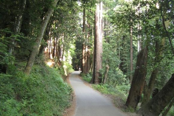 Henry Cowell Redwood State Park Pipeline Road. Hilltromper photo. 