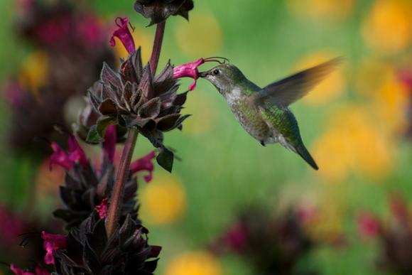 Hummingbird at a salvia plant. Hummingbirds love these drought-tolerant California natives. Photo by Brita Heise / Creative Commons