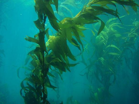 Giant kelp forest by Claire Fackler/NOAA.