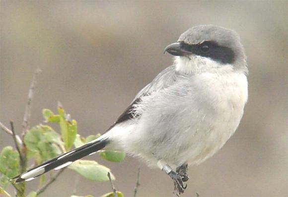 A loggerhead shrike photographed on San Clemente Island. Photo by Fish & Wildlife Service/Creative Commons.