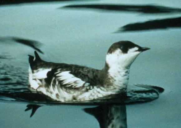Shy and small, the marbled murrelet lives most of its life at sea but nests in old-growth redwoods and Douglas firs. 