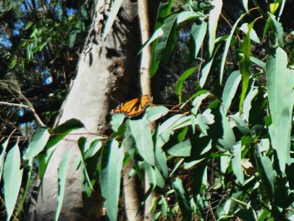 The monarchs have arrived at Natural Bridges—the terminus of a 2,000-mile journey from the Rocky Mountains. Photo by Hanae Armitage.