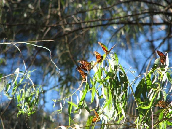 A warm autumn sun shines on monarch butterflies overwintering at Natural Bridges State Beach in Santa Cruz. Photo by Alpha Geek on Flickr.