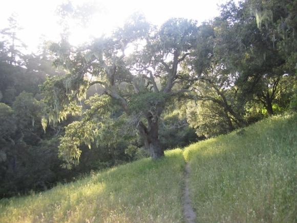 One of the great oak trees at Moore Creek Preserve, a little-known gem on the Santa Cruz Westside. Hilltromper photo.