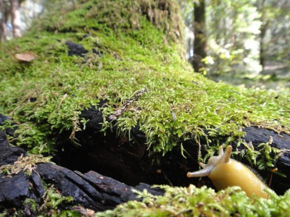 If banana slugs like it, you probably will too... right? Photo by Garrett McAuliffe.