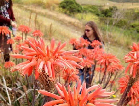 Wild aloe vera, an ingredient that perfumer Libby Patterson has had her eye on. She also uses non-botanical ingredients like horsehair and charcoal.