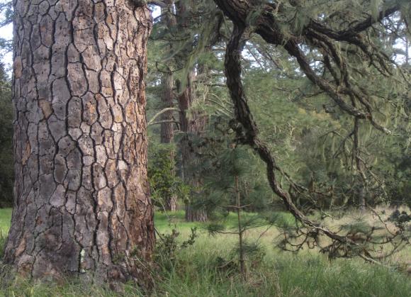 Closeup of ponderosa pine bark in green meadow.