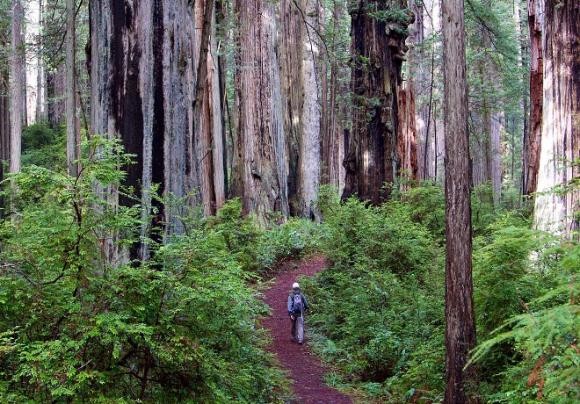 Black Friday is so pre-2015. This Nov. 27, go outside! Photo courtesy Save The Redwoods.