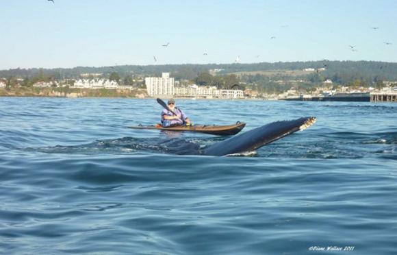 The fin of a humpback whale surfaces just feet from a kayaker. Photo by Diane Wallace.