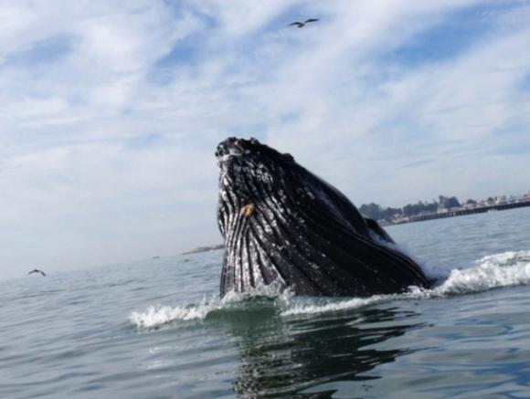 Humpback whales are crowding close to shore this summer in search of food.  Photo courtesy Surfrider Foundation/Amber Jones.